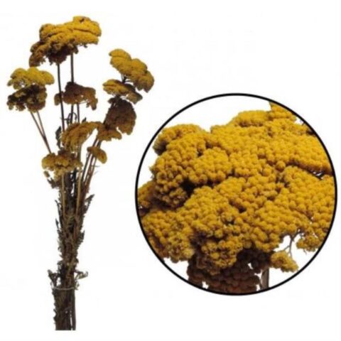 LIMONIUM PRESERVADO