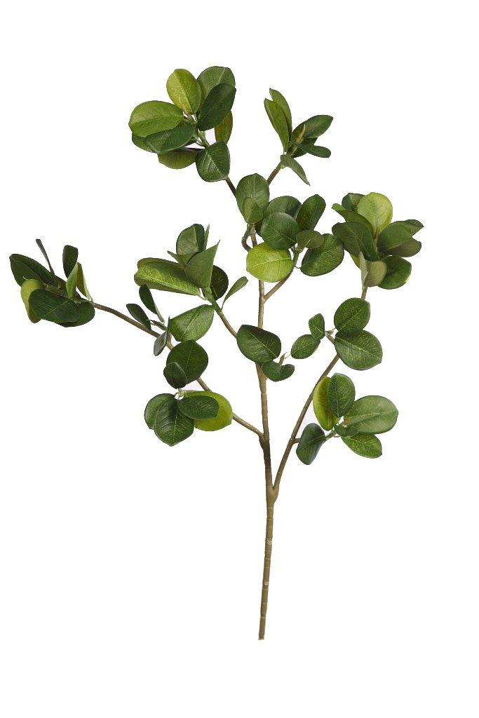 RAMA FICUS PANDA 50 CM - CARMAN Showroom