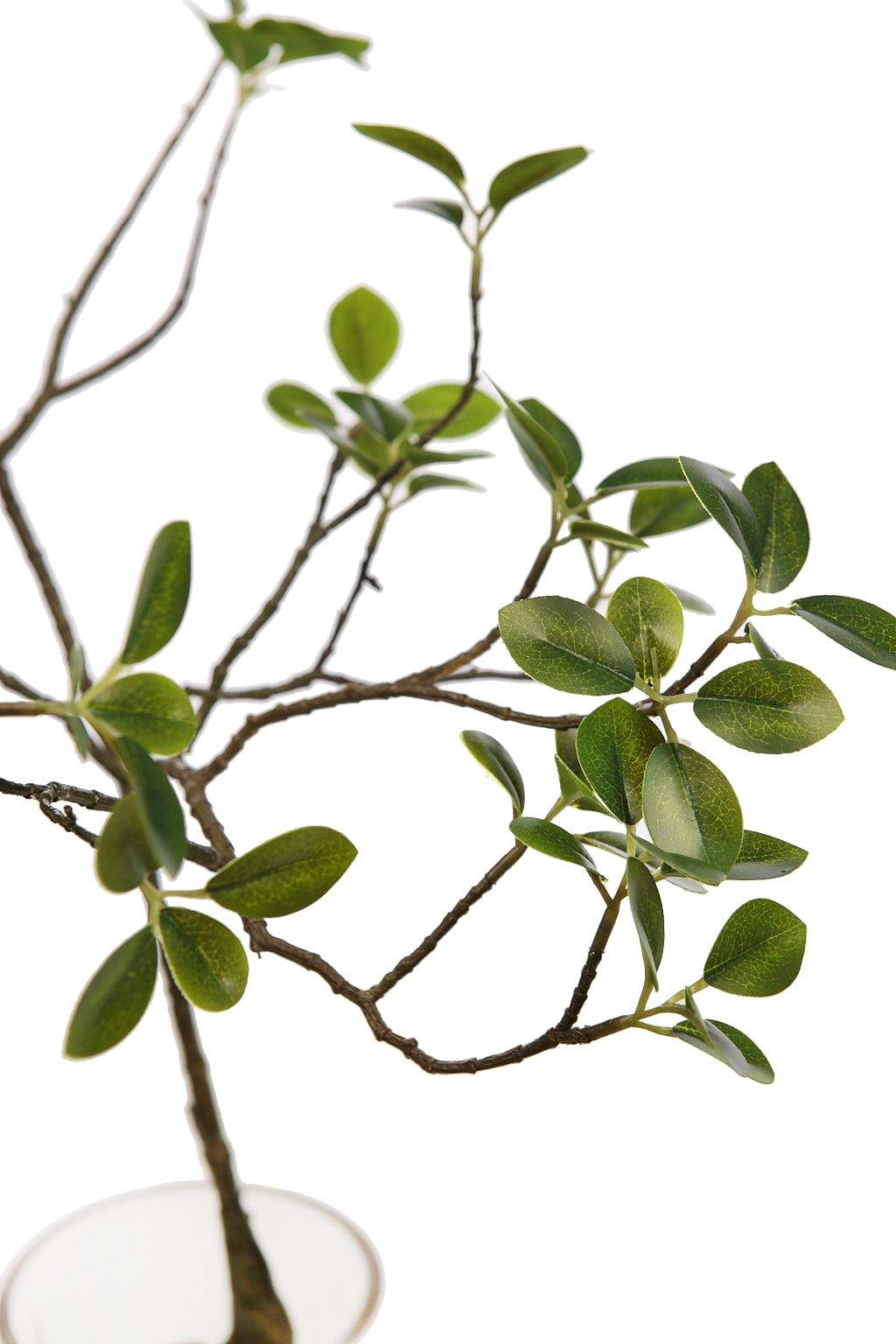 FICUS MICROCARPA RAICES 50CM VASO - CARMAN Showroom