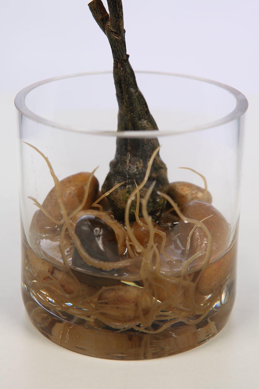 FICUS MICROCARPA RAICES 50CM VASO - CARMAN Showroom