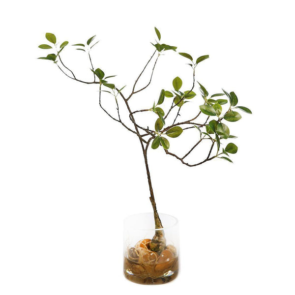 FICUS MICROCARPA RAICES 50CM VASO - CARMAN Showroom